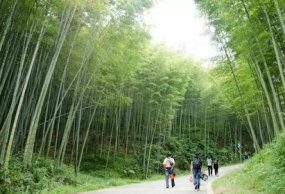 广州溪头村纯玩1日竹林徒步，拥抱大自然