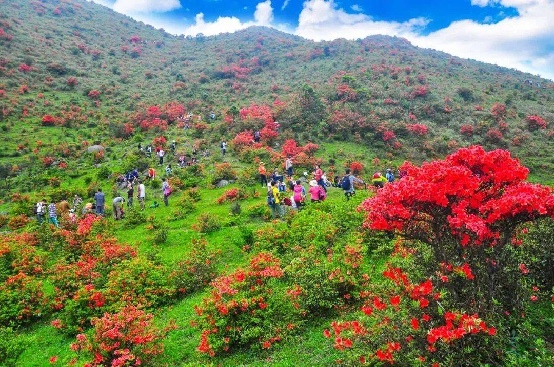 广东天露山旅游度假区【3-4月登山看野生杜鹃，泡温泉度假，终年云雾缭绕，山花烂漫山高密林】