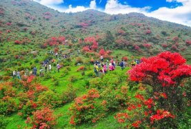 广东天露山旅游度假区【3-4月登山看野生杜鹃，泡温泉度假，终年云雾缭绕，山花烂漫山高密林】