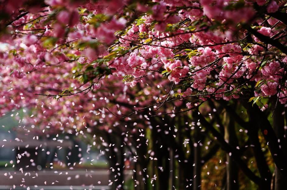 櫻花正開，天適櫻花悠樂園等你來！